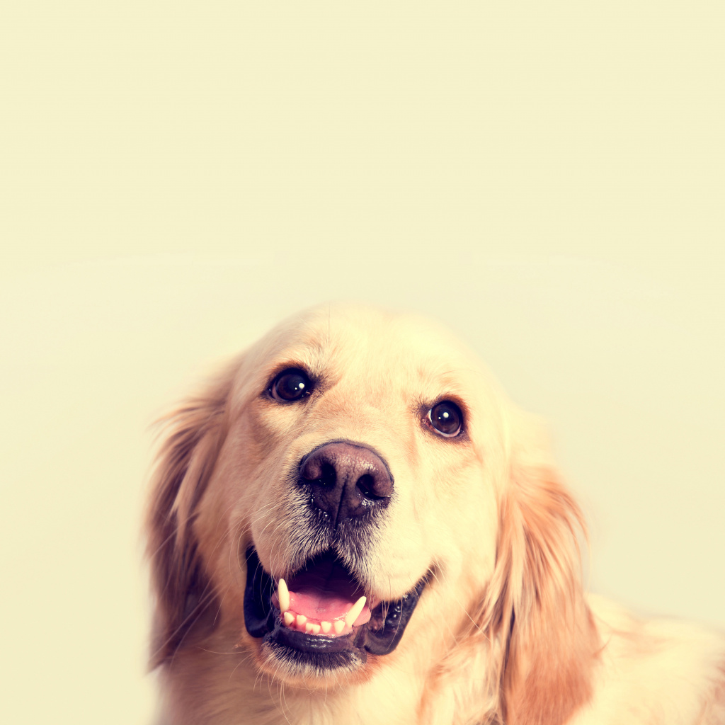 Cute golden retriever dog