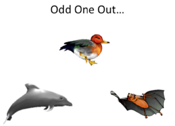 oddoneout