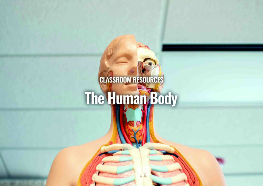 The Human Body - Teaching Times