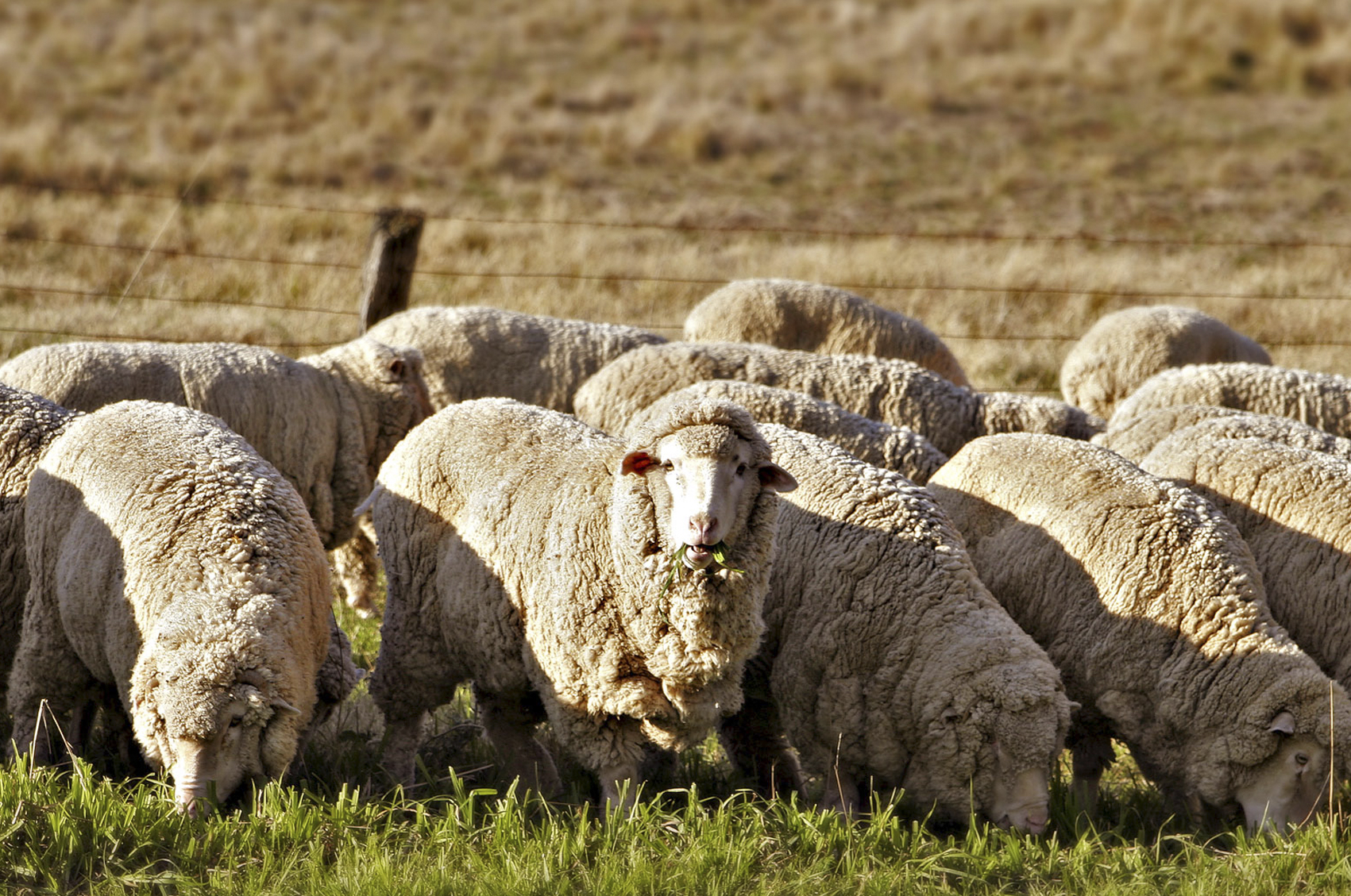 Барана сена. Рамбулье порода овец. Буубэй порода овец. Сальская порода овец. Асканийская порода овец.